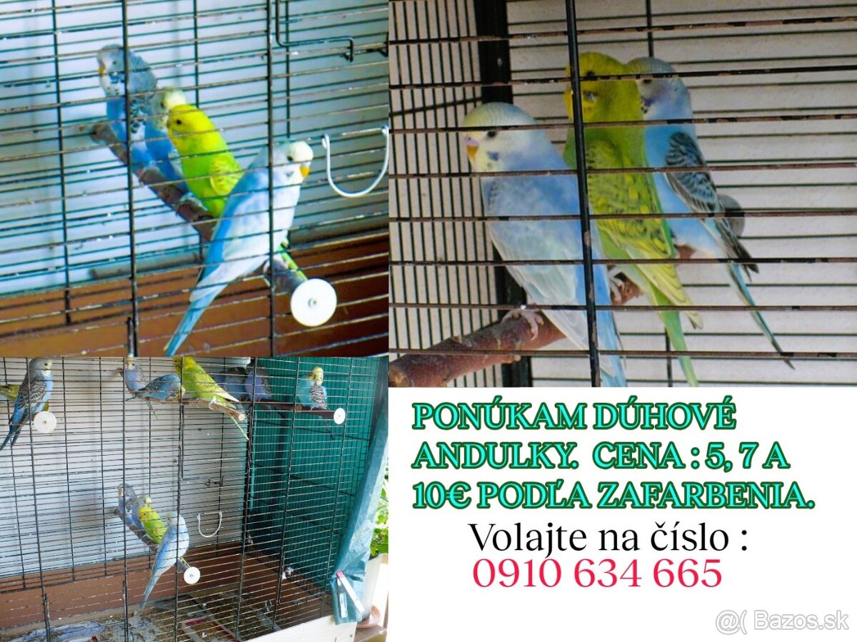 Dúhové andulky - 2