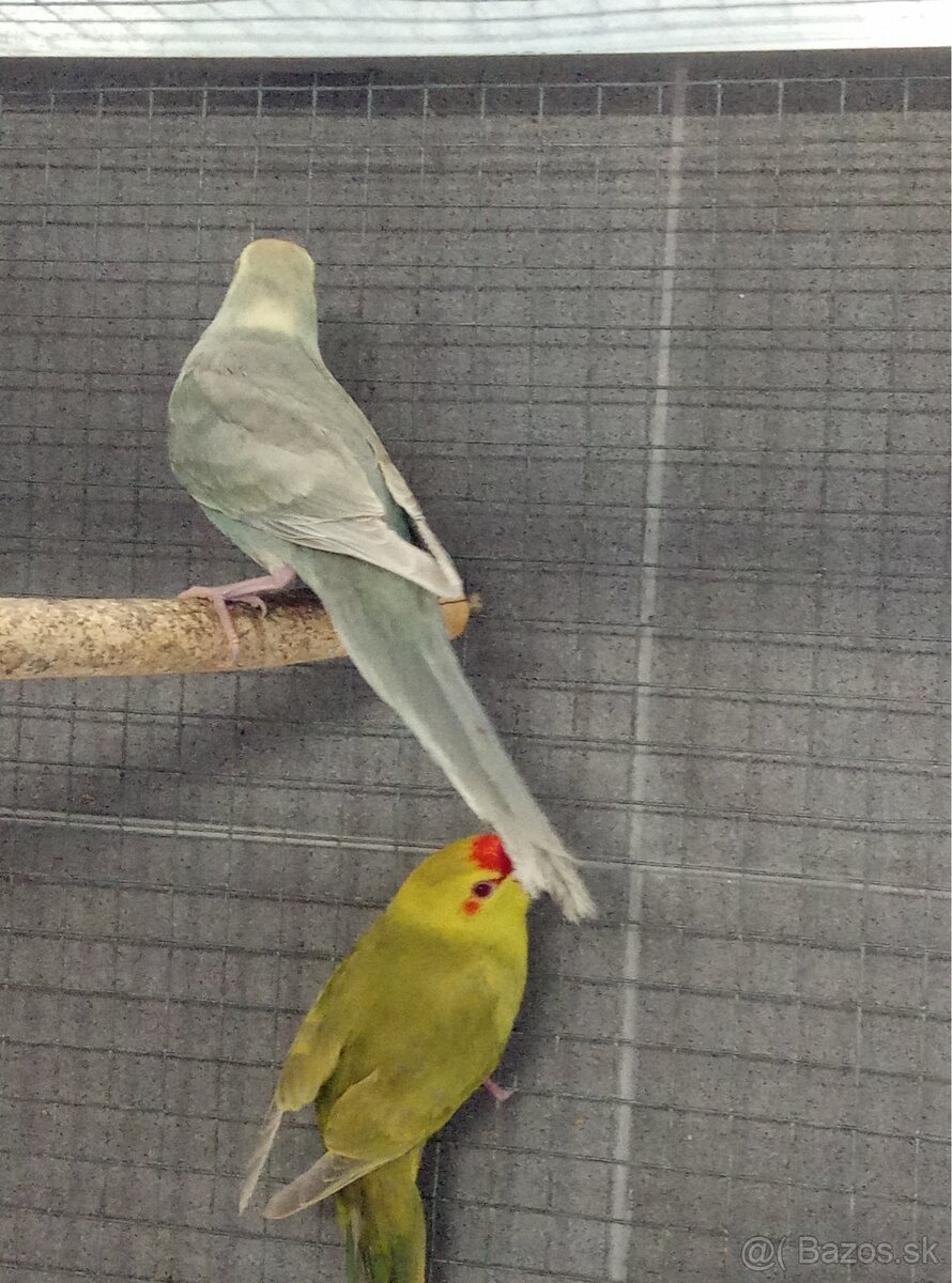Kakariky mutacie - 2