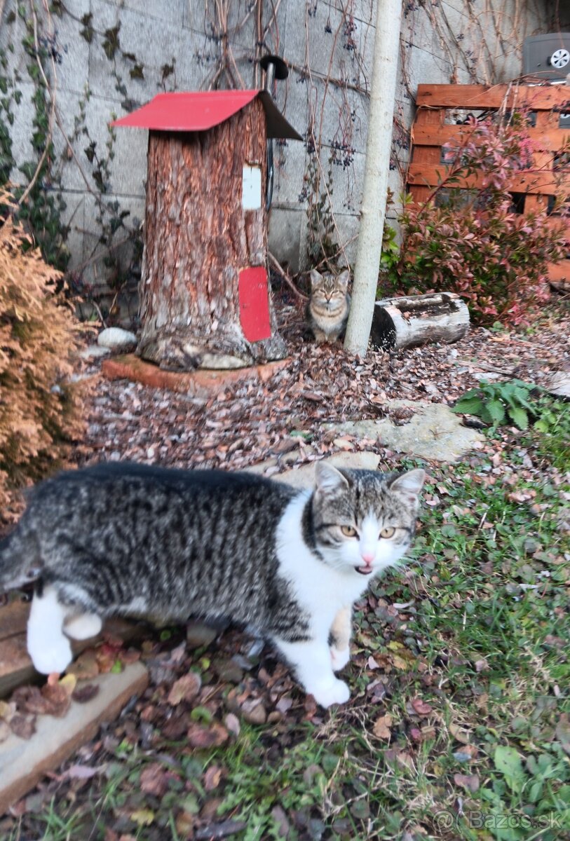 Darujem mačiatka - 2