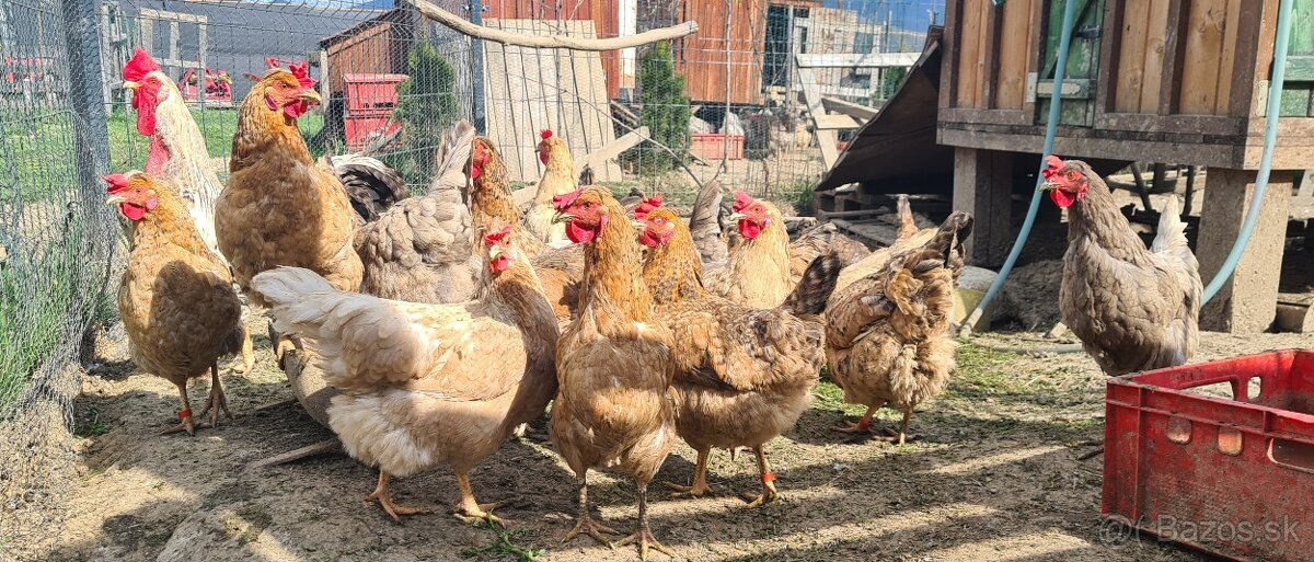 Ponukam nasadove vajicka - 2