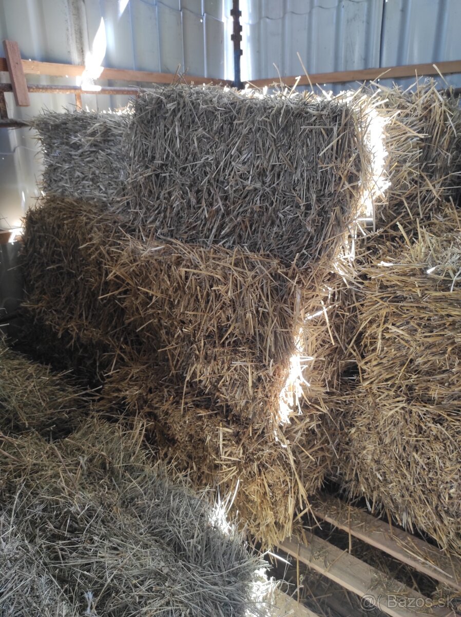 Pšenica, jačmeň - 2