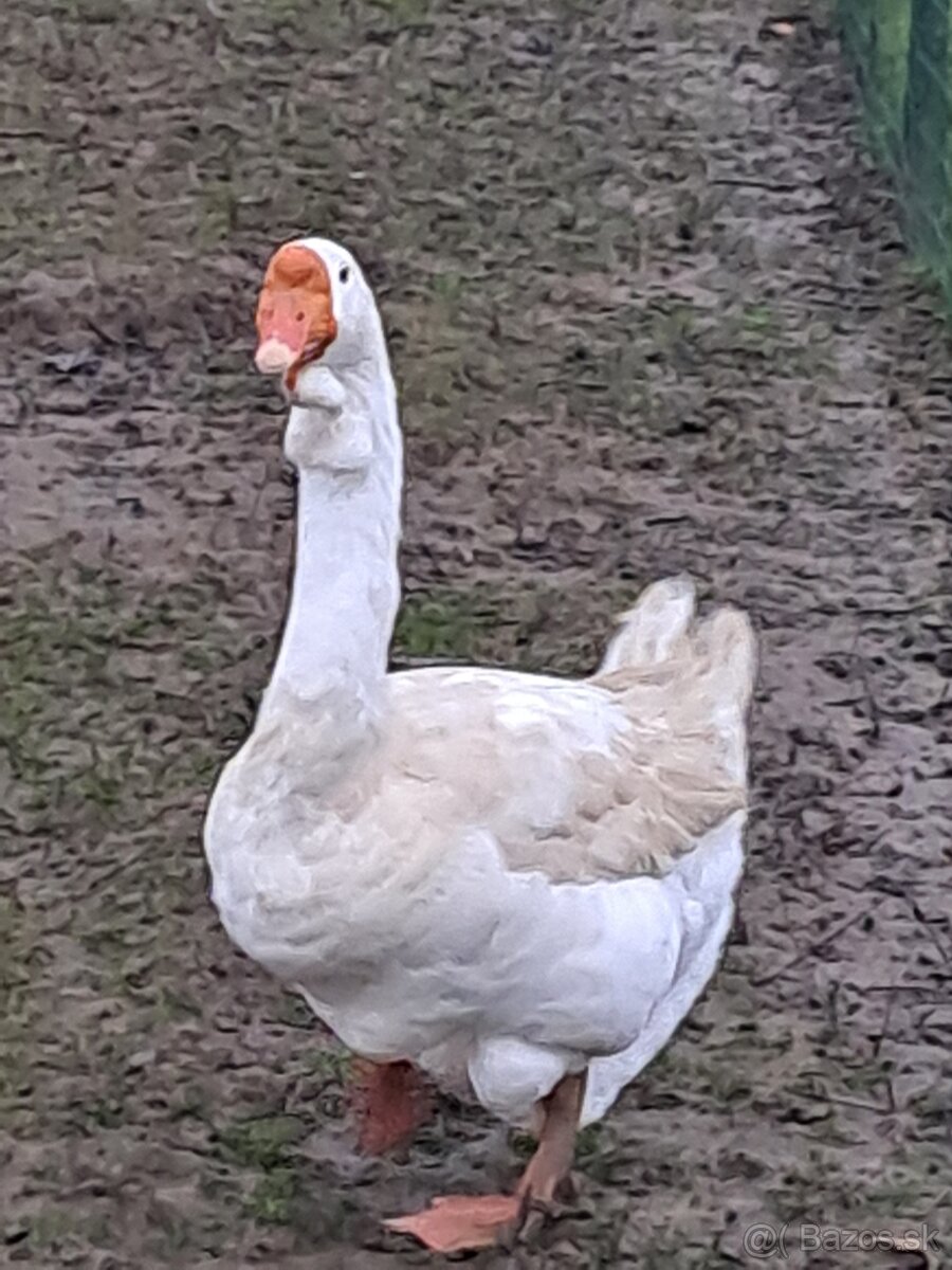 Cholmogorska hus - 2