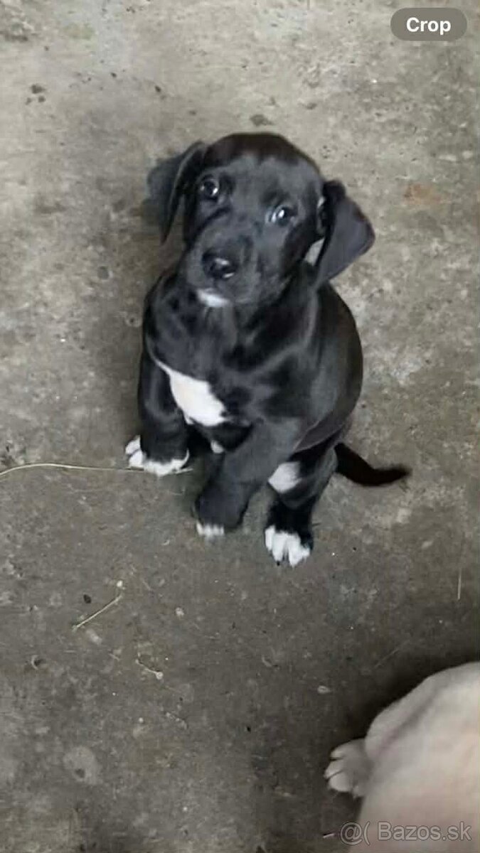 Darujem 7 týždňové šteniatko - 2