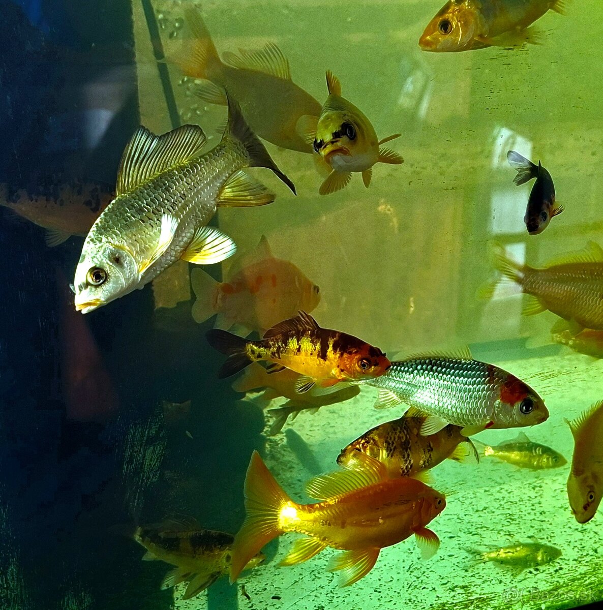 Jazierkové ryby - 2