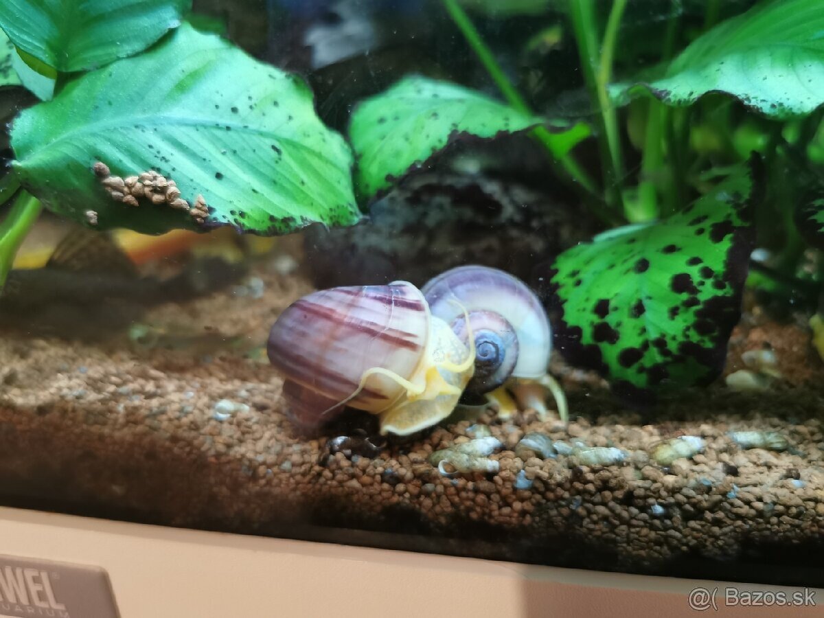 Slimák Ampulária - 2