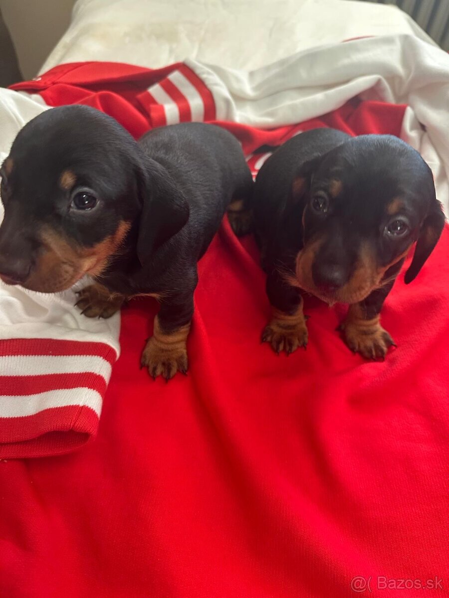 Jazvečík trpasličí - 2