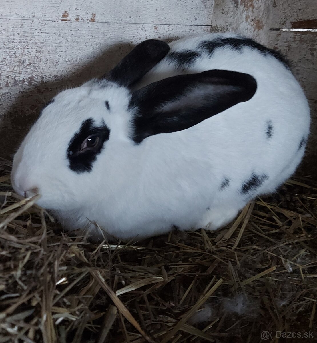 Predam kralika samicu - 2
