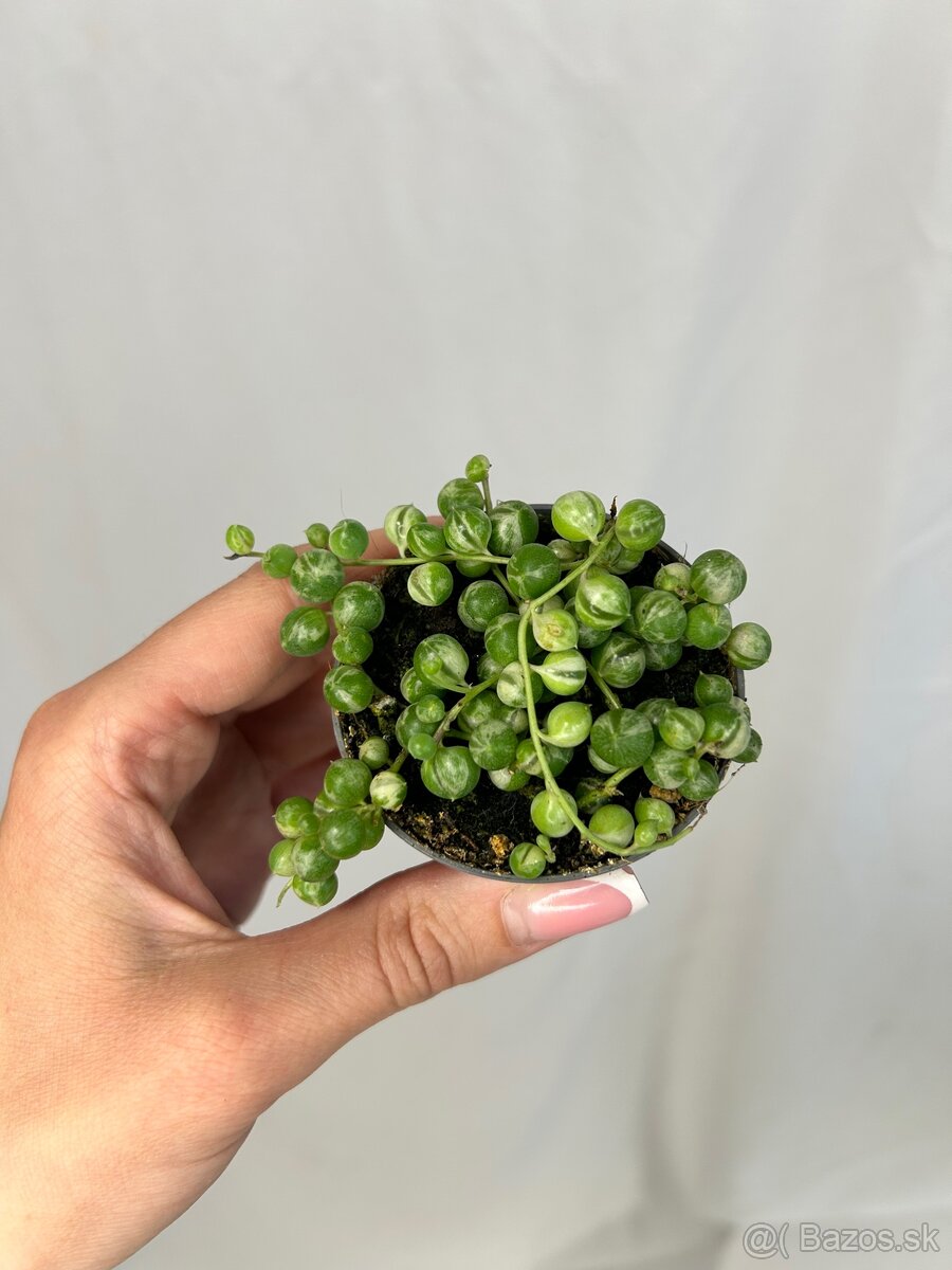 Senecio/Starček rowleyanus variegata (baby) - 2