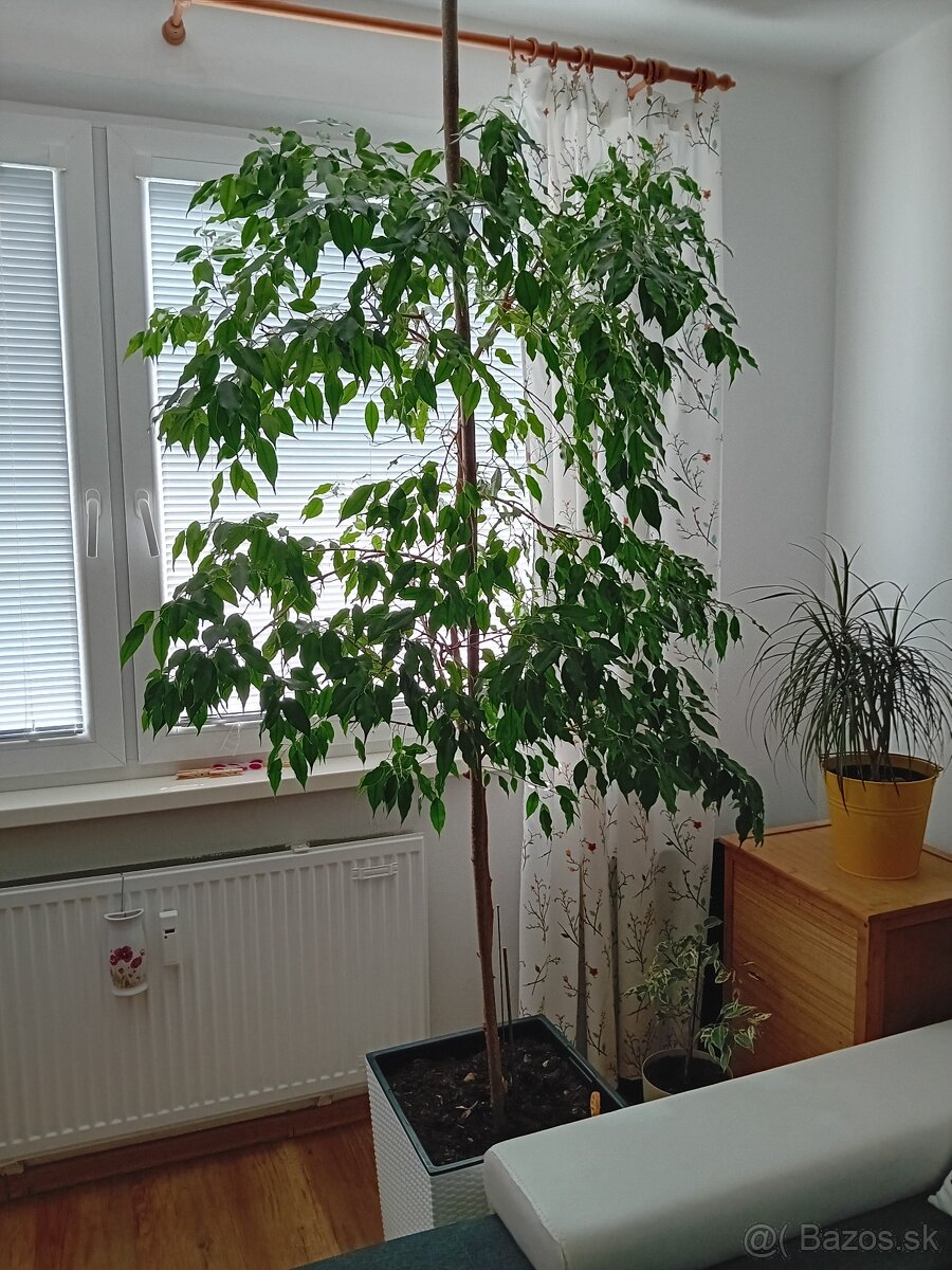 Fikus - 2