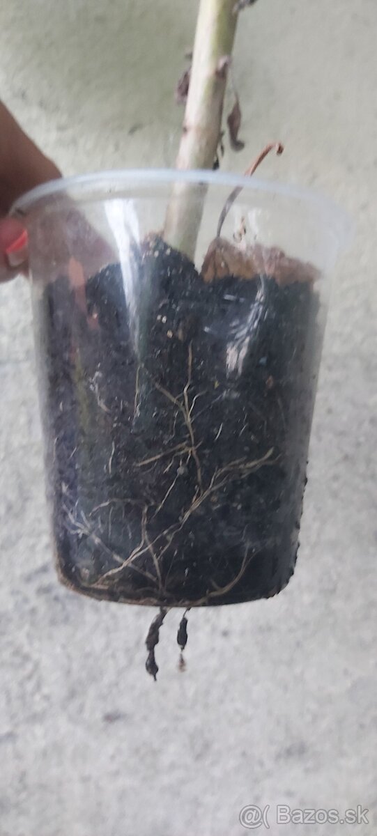 Paulownia - 2