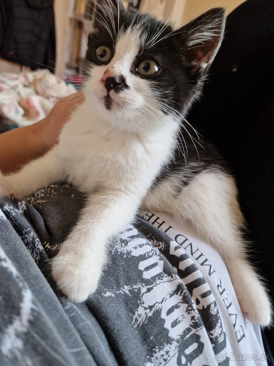 Darujem kocúrika - 2