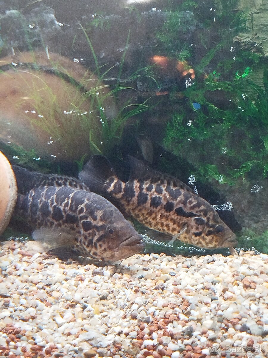 Cichlida Managujska - 2