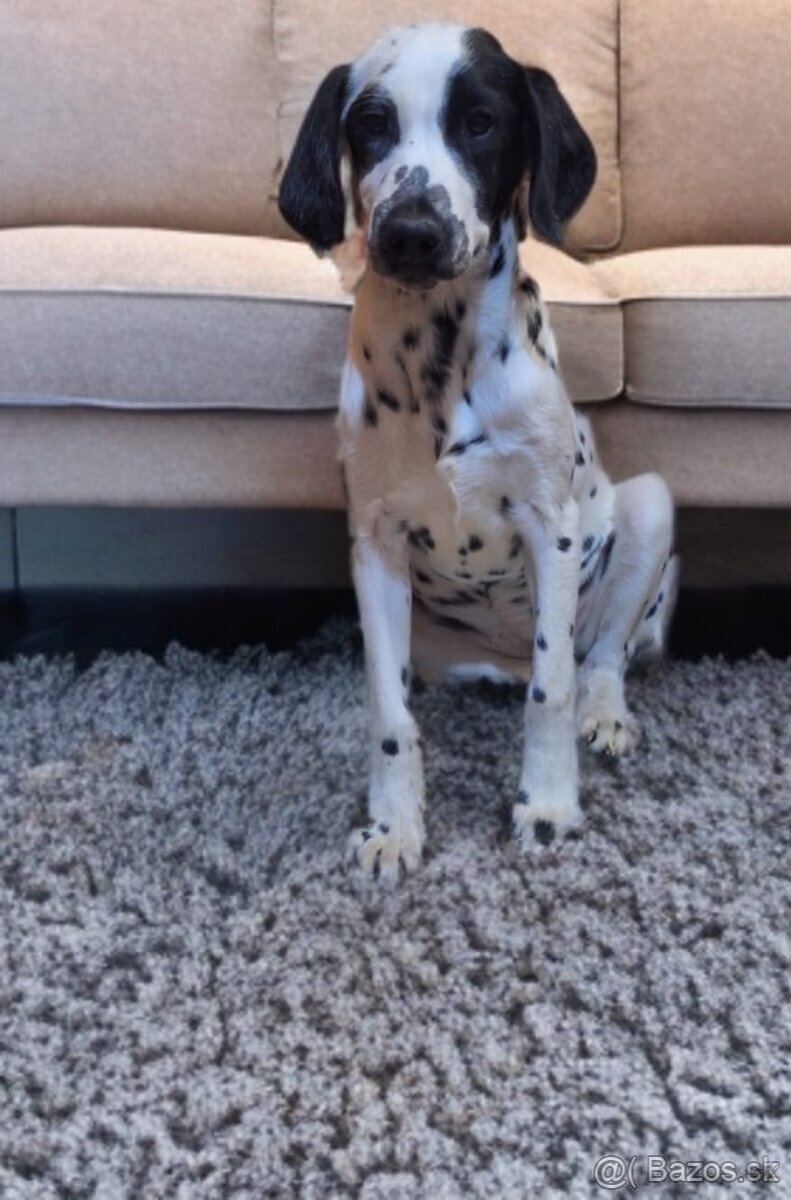 🖤Dalmatín 🤍 - 2
