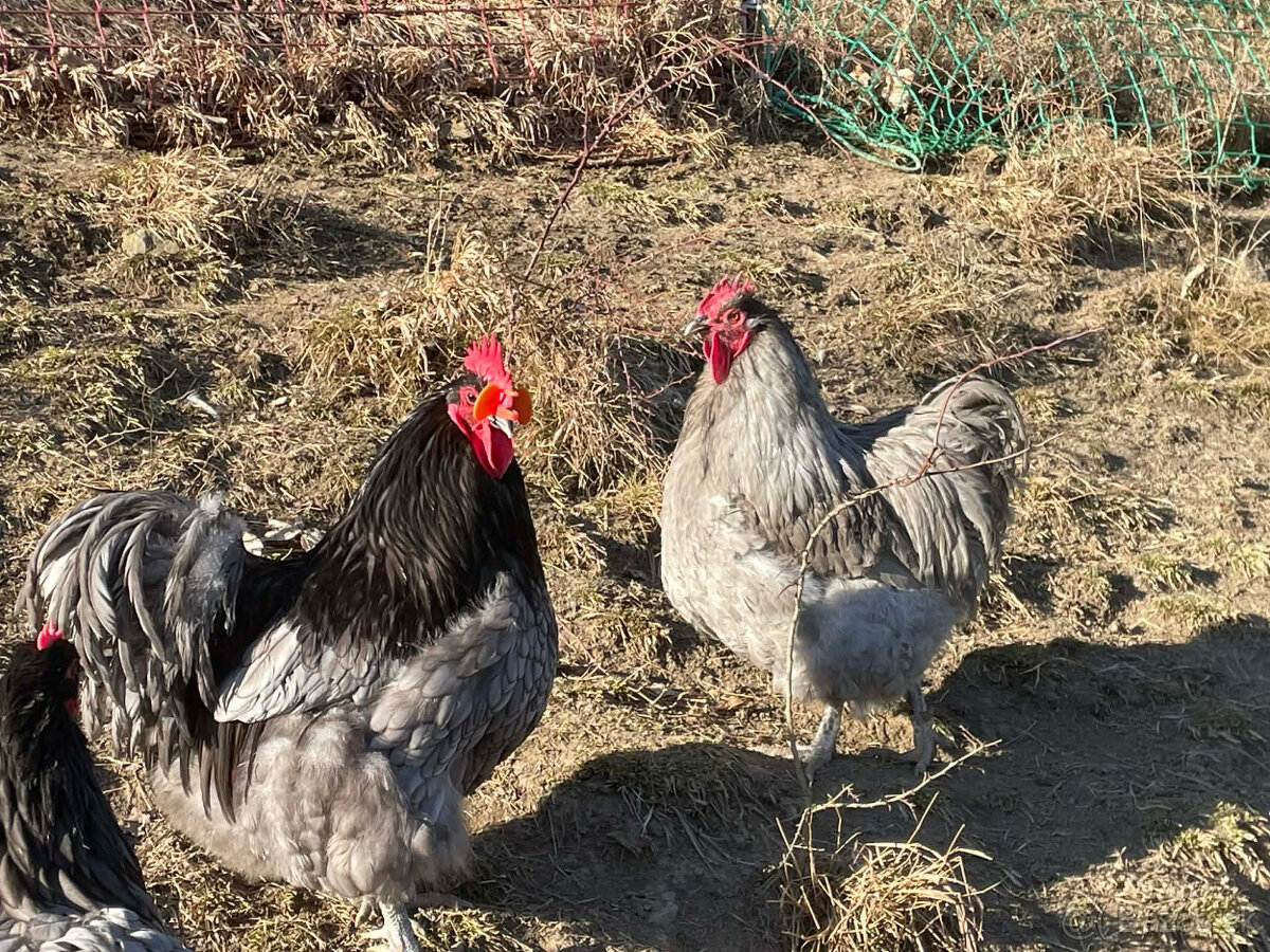 KOHUTY ORPINGTON - 2