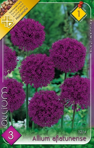 Cibuľky okrasných cesnakov - 2