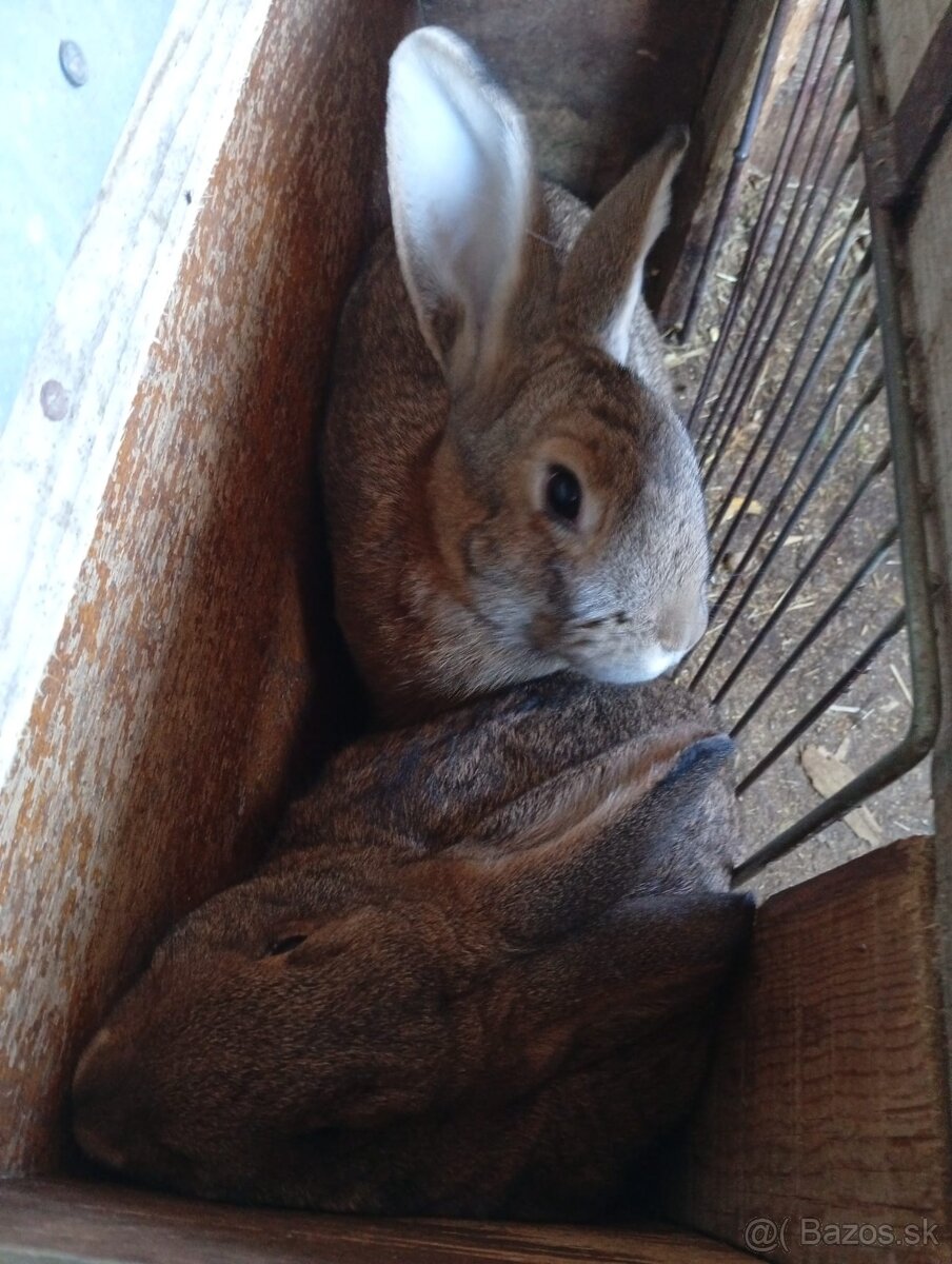 Predám zajace na chov či maso - 2