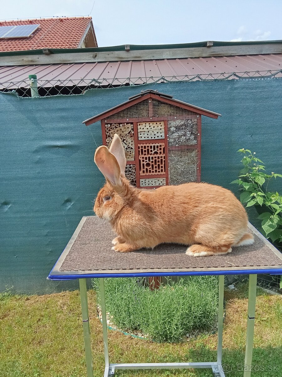 Belgický obor žltý - 2