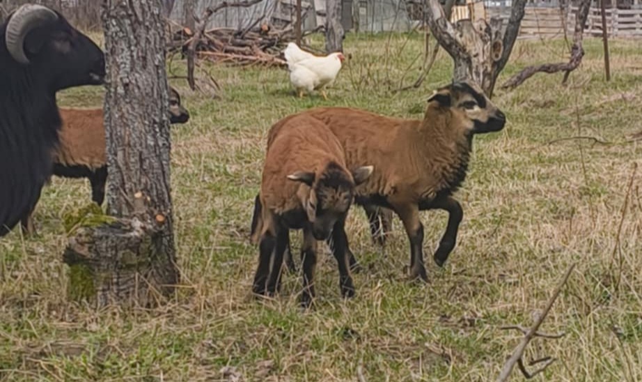 Kamerunské ovečky a barany - 2