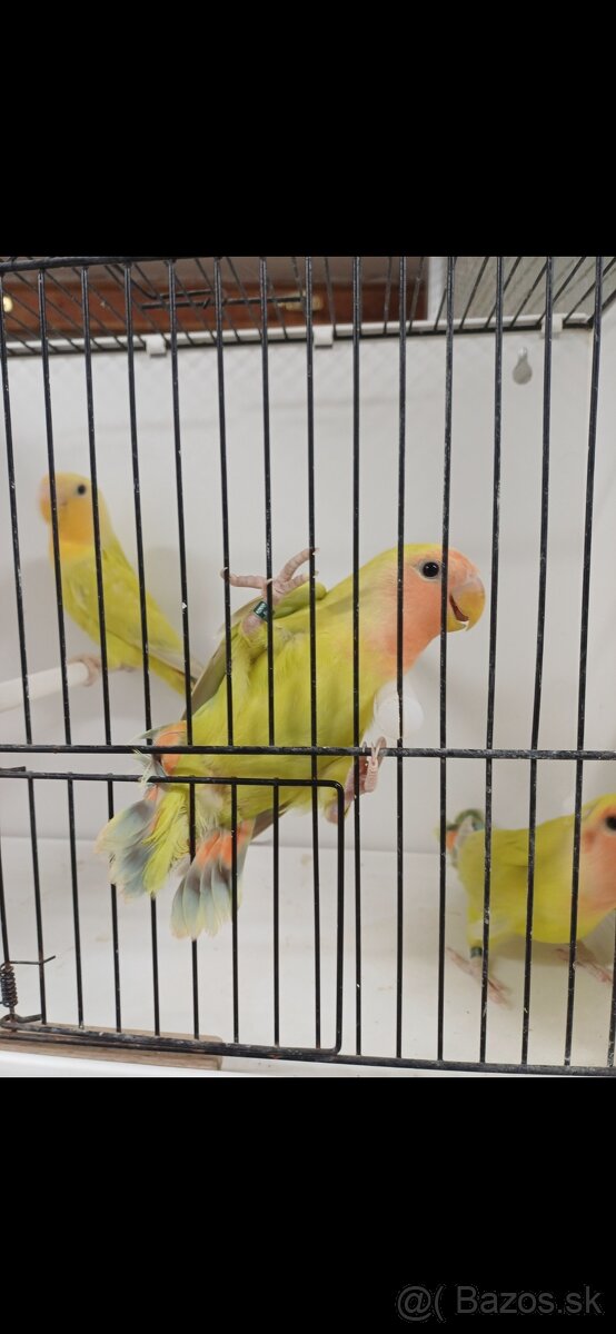 Agapornis ružovohrdlý - 2