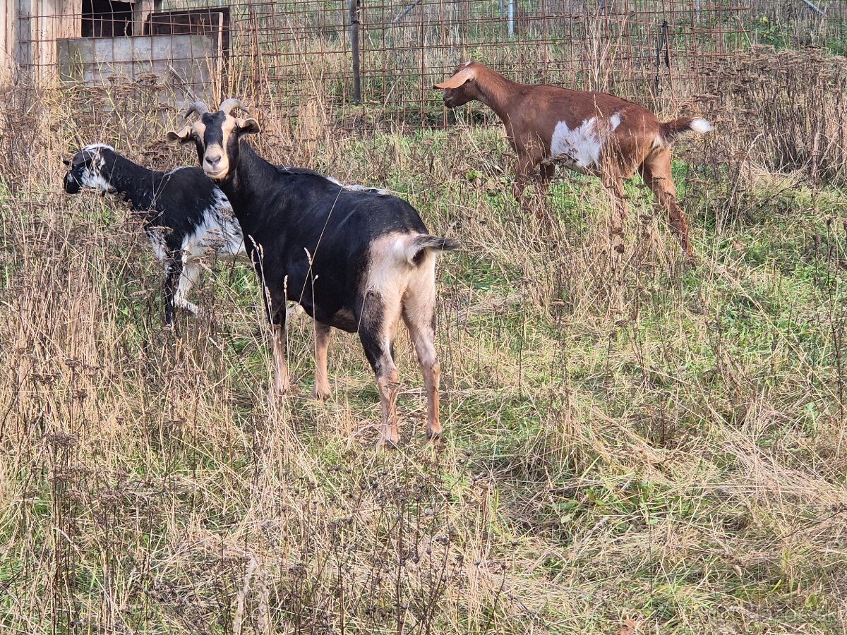 Predám kozy - 2