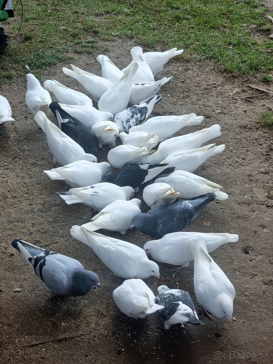BIELE POŠTOVÉ HOLUBY - 2