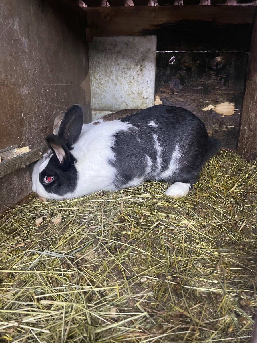 Šarišský obrovitý - 2