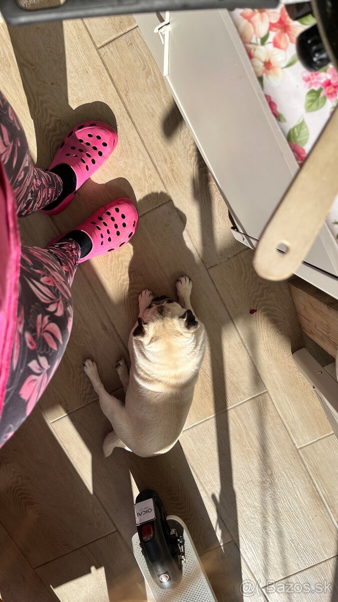 Mops - 2
