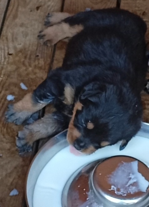 Rotvajler, RTW, Rottweiler - 2