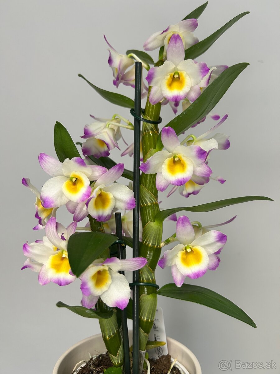 Dendrobium ‚Bright Eye‘ - 2