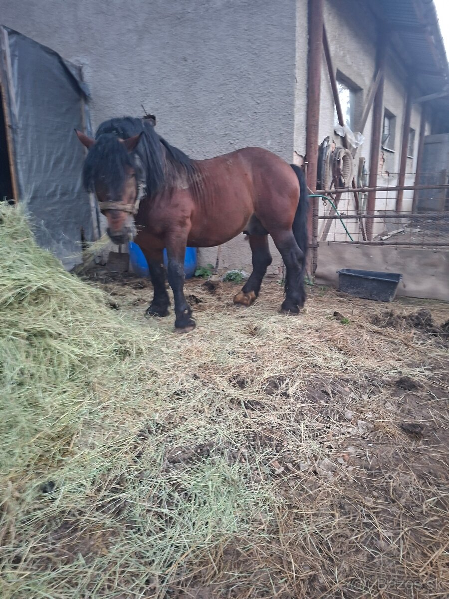 Predam tazneho zrebca - 2