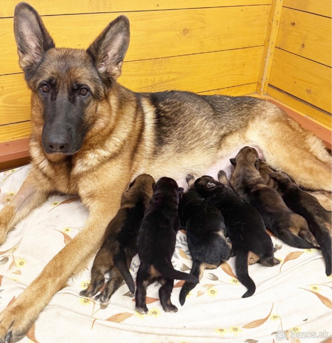 🐾 ŠTENIATKA NEMECKÉHO OVČIAKA S PP – 290 € 🐾 - 2
