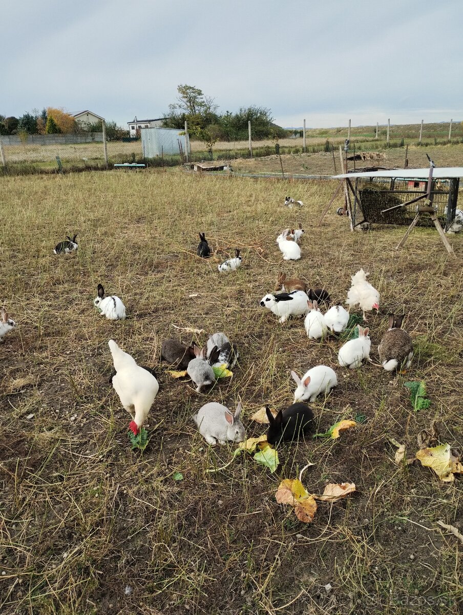 Predám králikov - 2