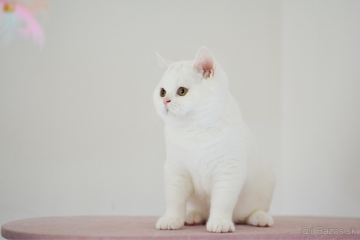 Britské mačiatka - 2