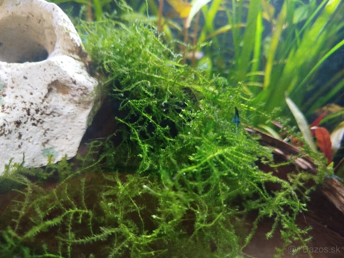 Javský mach – čistý, bez rias a slimákov - 2