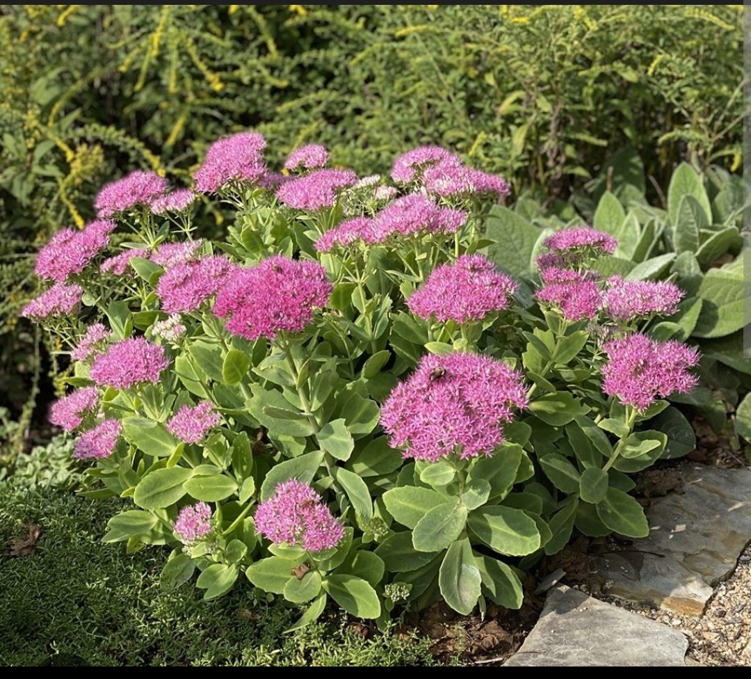 Rozchodník nádherný - 2