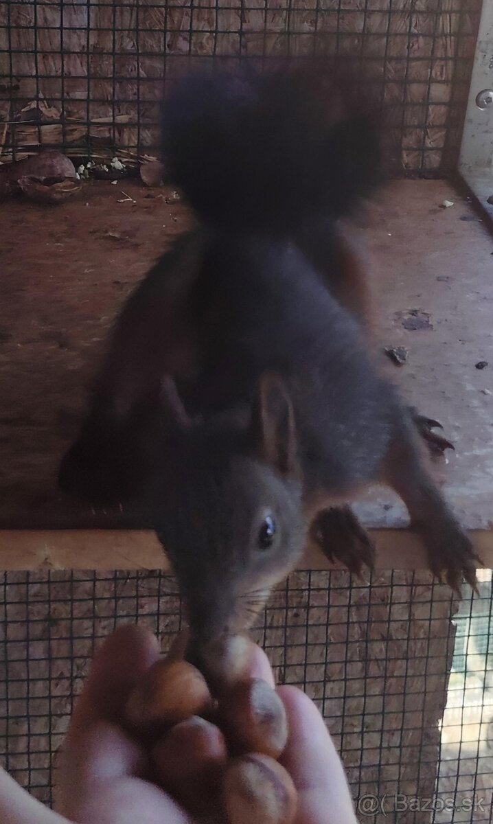 Sciurus vulgaris Veverička obyčajná - 2