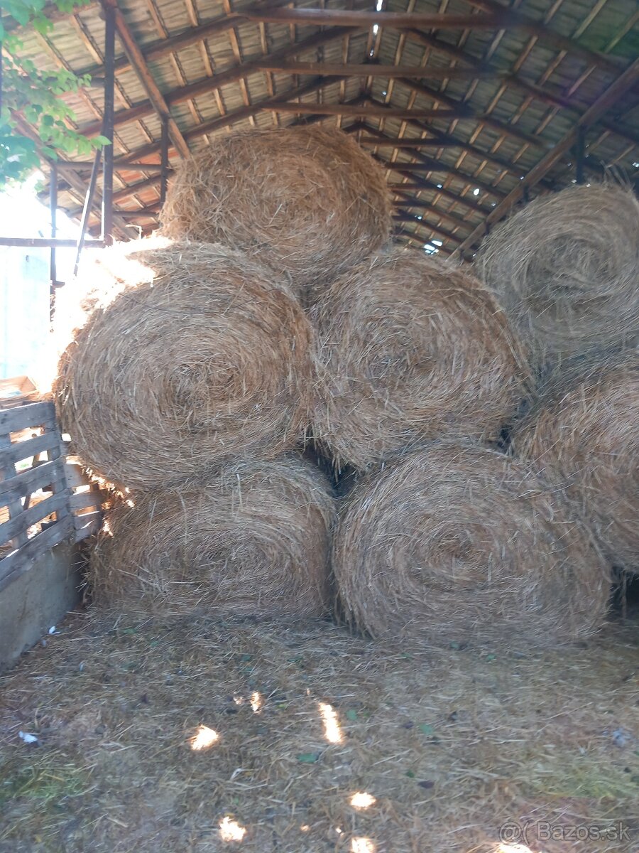 SLAMA, PROSOVE SENO - 2