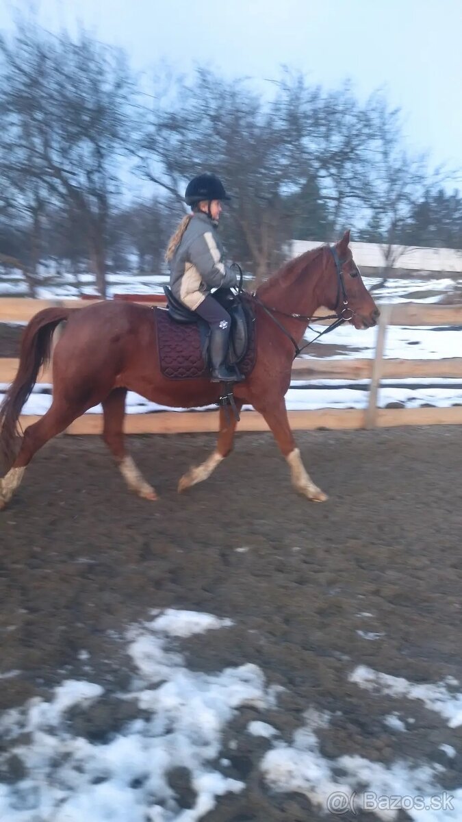 Kobyla Arabský plnokrvnik - 2