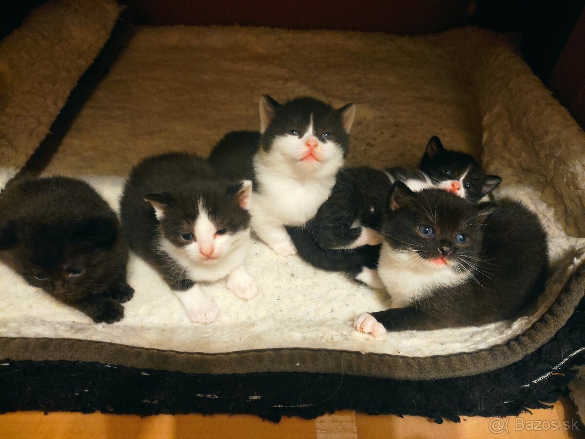 Polobritské mačiatka - 2