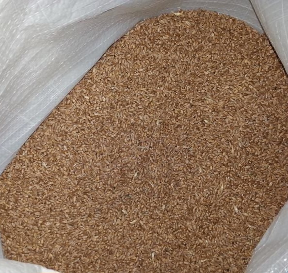 Pšenica, žito, zrno - 2