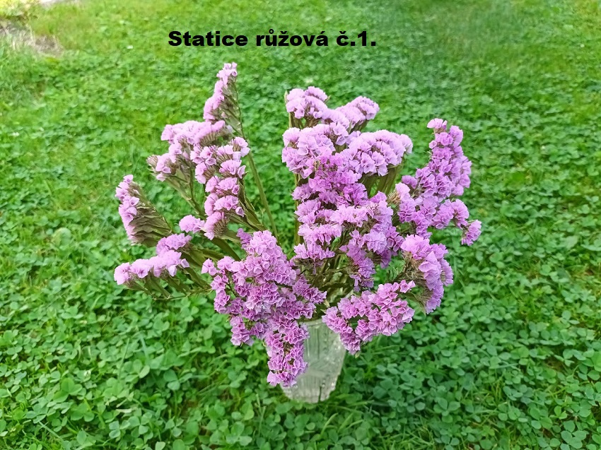 Sušené kvety - STATICE. - 2