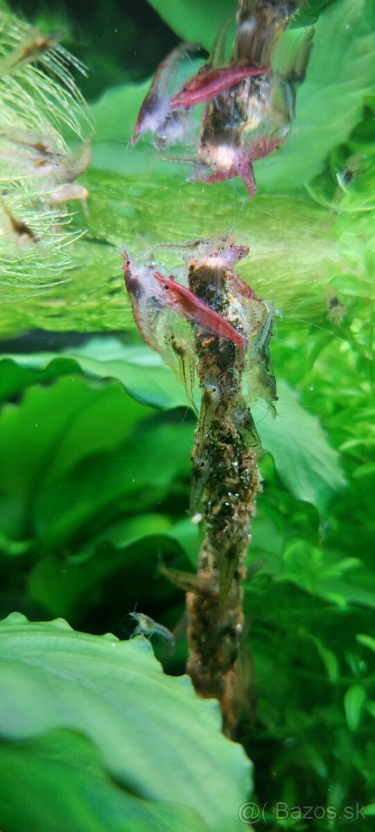 Predam krevety 0,3€ / kus - 2