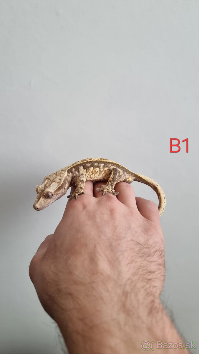 Pagekón riasnatý - 2