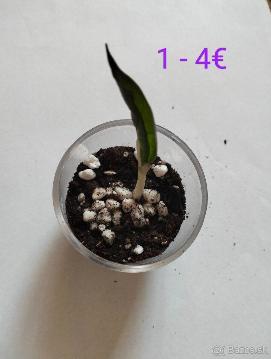 Alocasia Yucatan Princess mini - 2