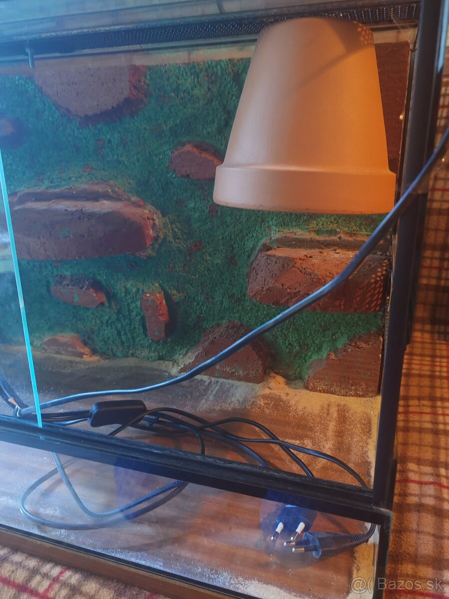 Terarium - 2