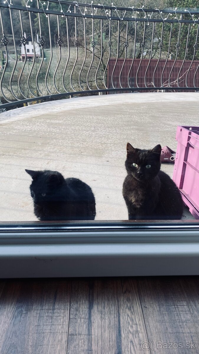 Darujeme mačiatka - 2