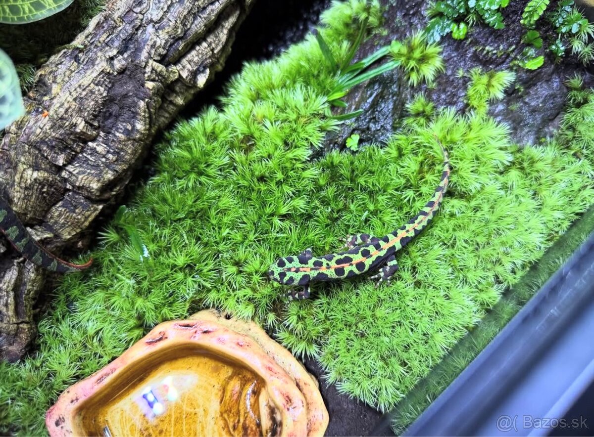 Mlok mramorovaný - 2