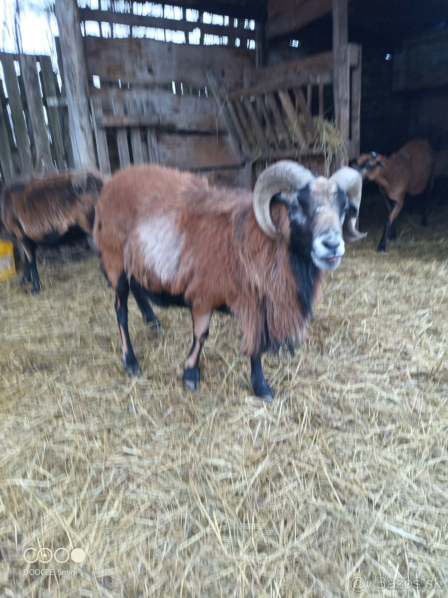 Kamerunsky baran - 2