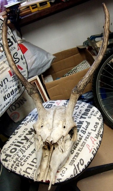 trofej, spicer, srnka - 2