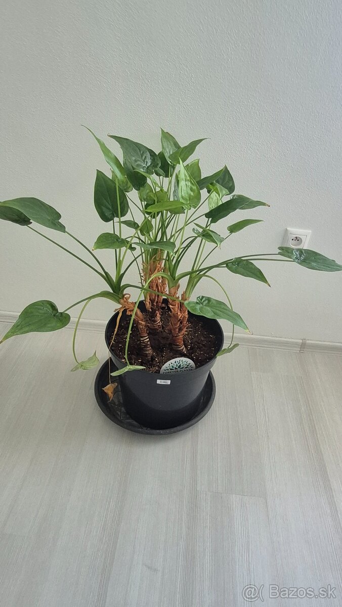 Alocasia cucullata - 2